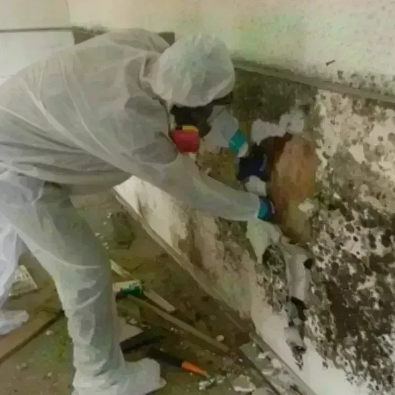 Mold Remediation and Removal in Campion, CO